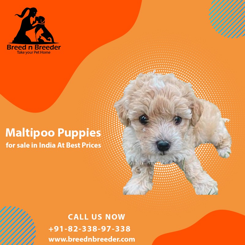 Maltipoo Puppies for Sale in Chennai - Breed n Breeder